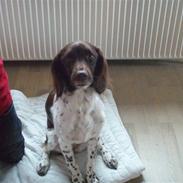 Kleiner münsterländer Coco (Født Sarabi)