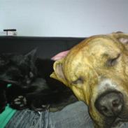 Amerikansk staffordshire terrier Louis