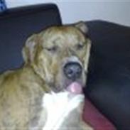 Amerikansk staffordshire terrier Louis