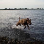 Amerikansk staffordshire terrier Louis