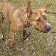 Amerikansk staffordshire terrier Louis