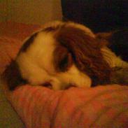 Cavalier king charles spaniel Perle (L) {R.i.P skat}