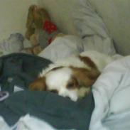 Cavalier king charles spaniel Perle (L) {R.i.P skat}