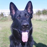 Schæferhund taco