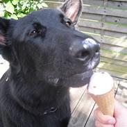 Schæferhund taco