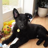 Schæferhund taco