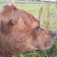 Staffordshire bull terrier Hailie
