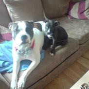 Amerikansk bulldog Tasja