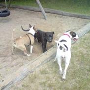 Amerikansk bulldog Tasja