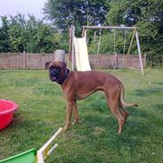 Boxer rocky