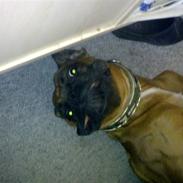 Boxer rocky
