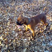 Boxer rocky