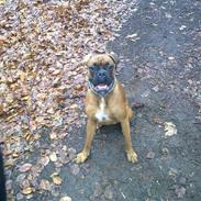 Boxer rocky