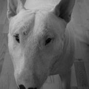 Bullterrier Balder