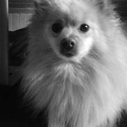 Pomeranian Tiggo