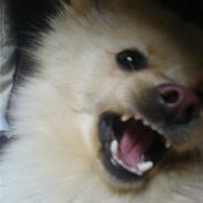 Pomeranian Tiggo