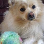 Pomeranian Tiggo
