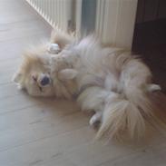 Pomeranian Tiggo