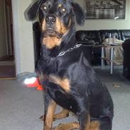 Rottweiler Toxic