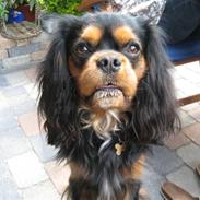 Cavalier king charles spaniel Bonzo