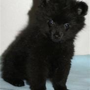 Pomeranian Kenai