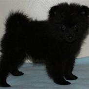 Pomeranian Kenai