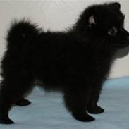 Pomeranian Kenai