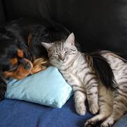 Cavalier king charles spaniel Bonzo