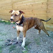 Amerikansk staffordshire terrier Nikari R.I.P