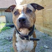 Amerikansk staffordshire terrier Nikari R.I.P