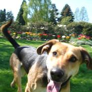 Blanding af racer Camille - himmelhund