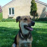 Blanding af racer Camille - himmelhund