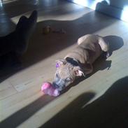 Amerikansk staffordshire terrier chika