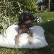Chinese crested hårløs Luna