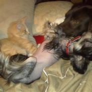 Chinese crested hårløs Luna