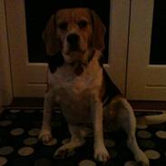 Beagle Molly
