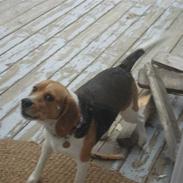 Beagle Molly