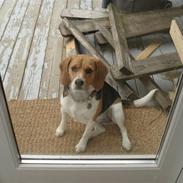 Beagle Molly