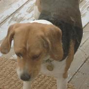 Beagle Molly
