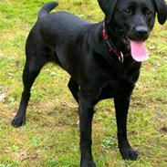 Labrador retriever Tasja
