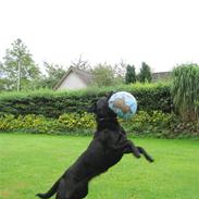 Labrador retriever Tasja