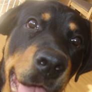 Blanding af racer Bailey