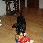 Blanding af racer Bailey