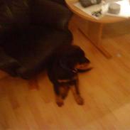 Blanding af racer Bailey