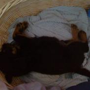 Blanding af racer Bailey