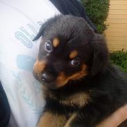 Blanding af racer Bailey