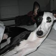 Whippet Abbie