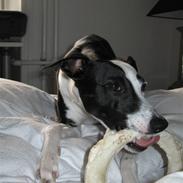 Whippet Abbie