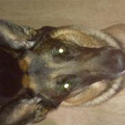 Schæferhund Qato