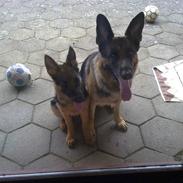 Schæferhund Qato